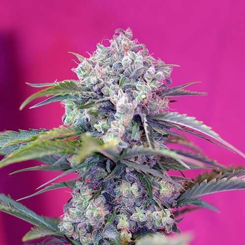 Cream Mandarine Auto de Sweet Seeds