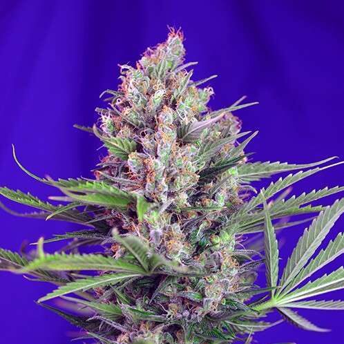Cream Mandarine F1 Fast Version feminizada de Sweet Seeds