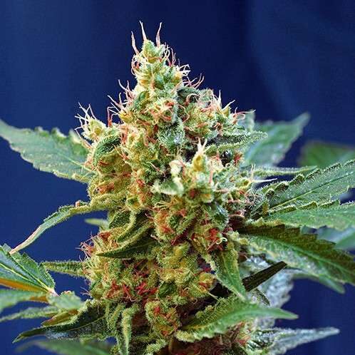 Cream Mandarine XL Auto de Sweet Seeds