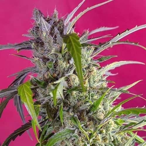 Crystal Candy Auto de Sweet Seeds