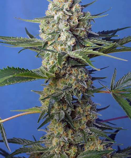 Crystal Candy F1 Fast Version feminizada de Sweet Seeds