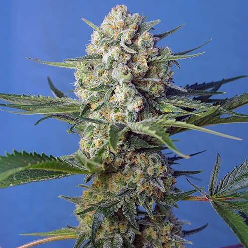 Crystal Candy F1 Fast Version feminizada de Sweet Seeds