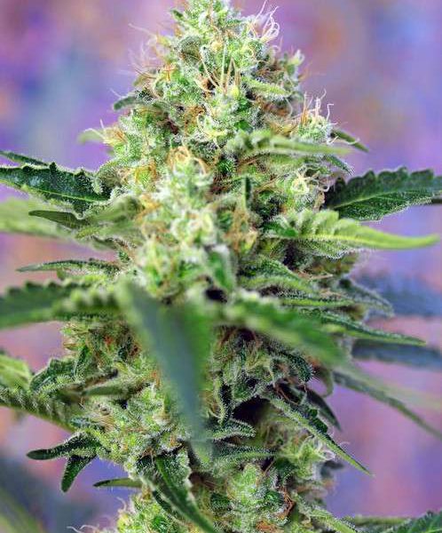 Crystal Candy feminizada de Sweet Seeds