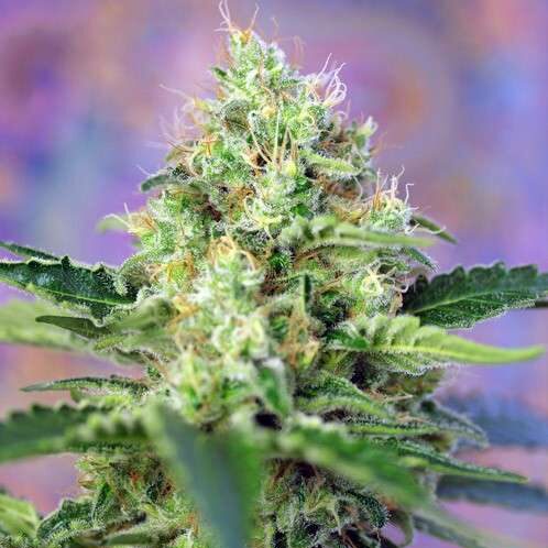 Crystal Candy feminizada de Sweet Seeds