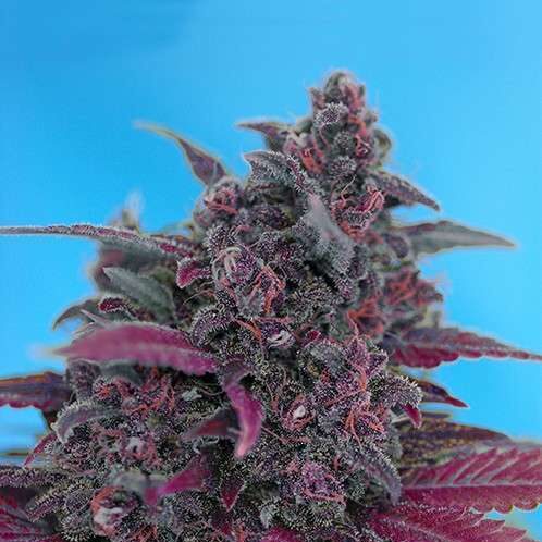 Dark Devil Auto de Sweet Seeds