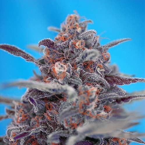Devil Cream Auto de Sweet Seeds