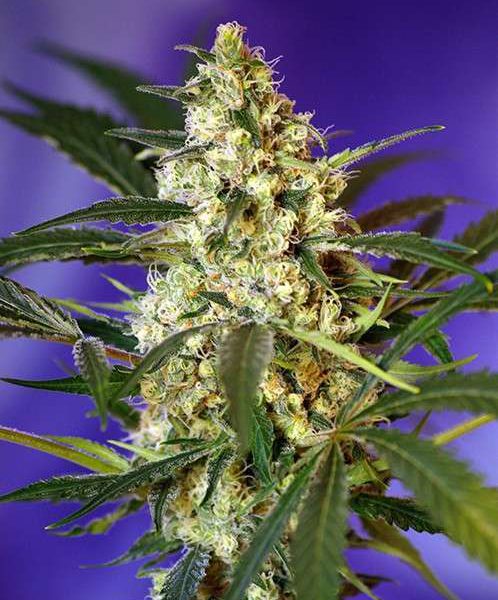 Fast Bud 2 Auto de Sweet Seeds