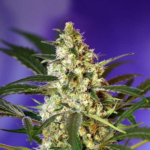 Fast Bud 2 Auto de Sweet Seeds