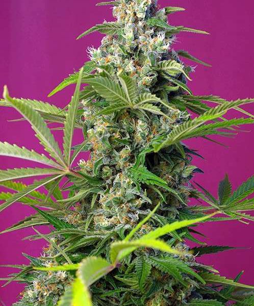 Gorilla Girl feminizada de Sweet Seeds