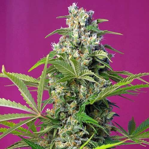 Gorilla Girl feminizada de Sweet Seeds