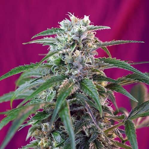 Green Poison Auto de Sweet Seeds