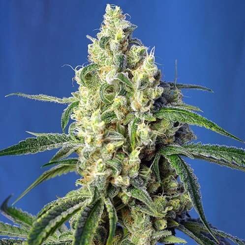 Green Poison CBD feminizada de Sweet Seeds