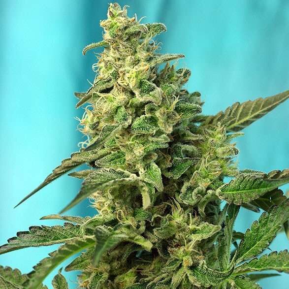 Green Poison F1 Fast Version feminizada de Sweet Seeds