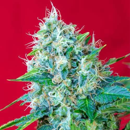 Green Poison feminizada de Sweet Seeds