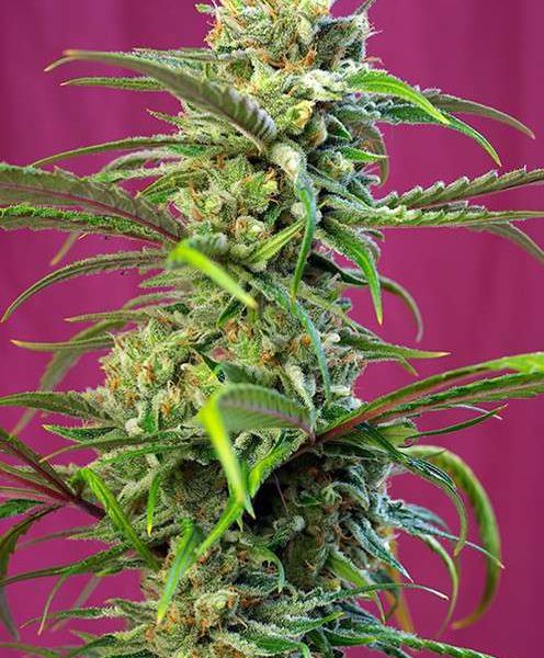 Sweet Tai feminizada de Sweet Seeds