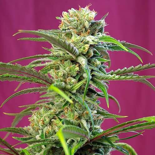 Sweet Tai feminizada de Sweet Seeds