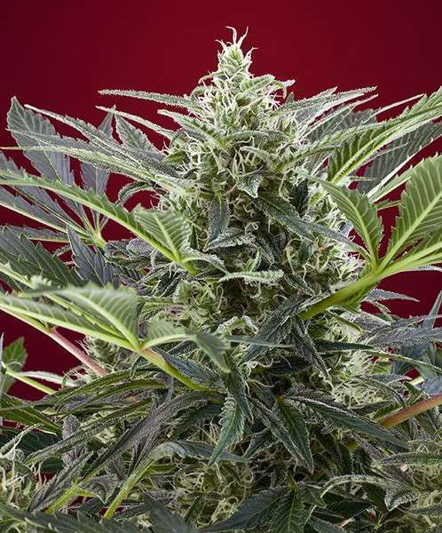 Cream 47 feminizada de Sweet Seeds