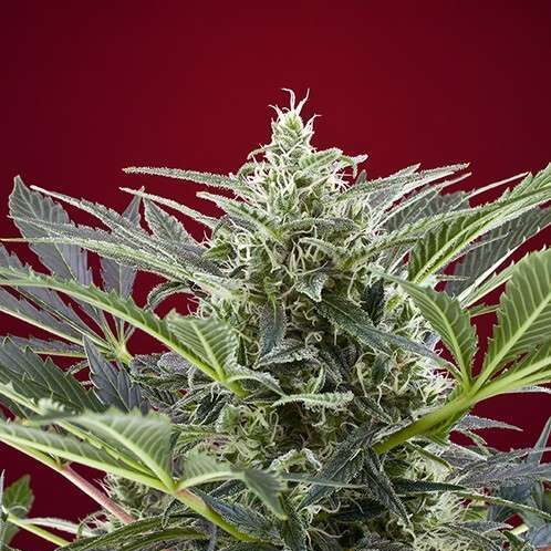 Cream 47 feminizada de Sweet Seeds