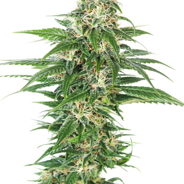 Early Skunk Auto de Sensi Seeds