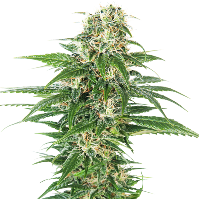 Early Skunk Auto de Sensi Seeds