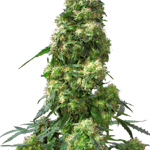 Early Skunk feminizada de Sensi Seeds