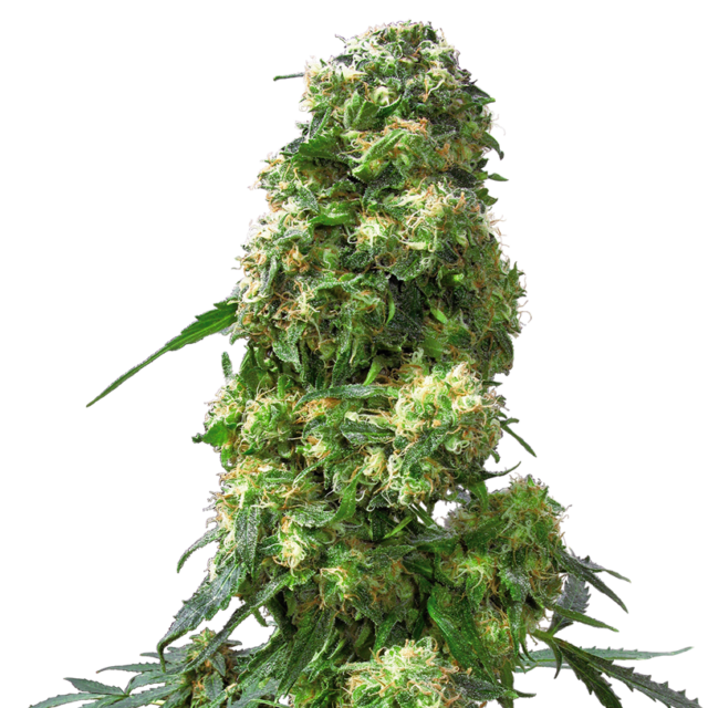 Early Skunk feminizada de Sensi Seeds