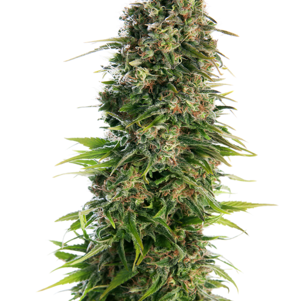 Hindu Kush Auto de Sensi Seeds