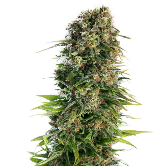 Hindu Kush Auto de Sensi Seeds