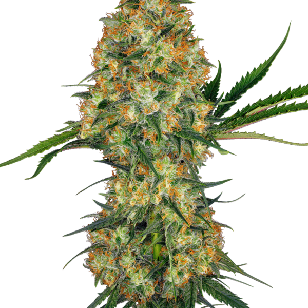 Hindu Kush feminizada de Sensi Seeds