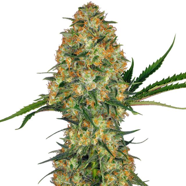 Hindu Kush feminizada de Sensi Seeds