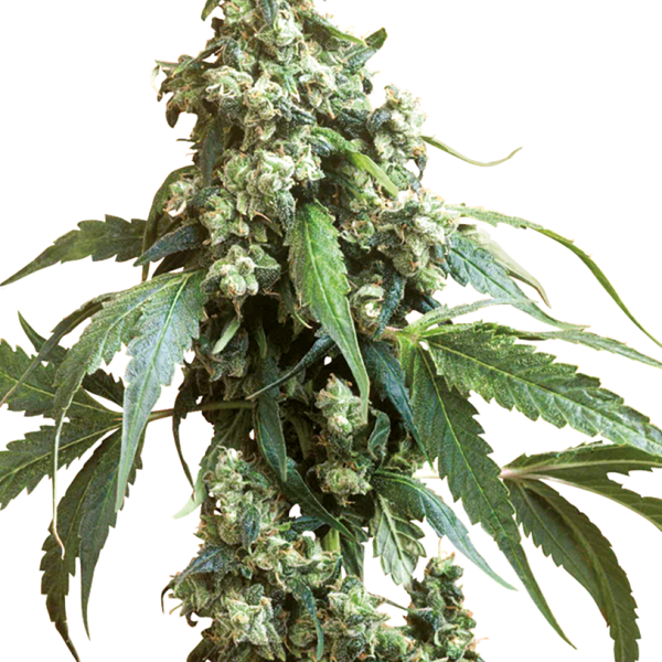 Jack Flash 5 feminizada de Sensi Seeds
