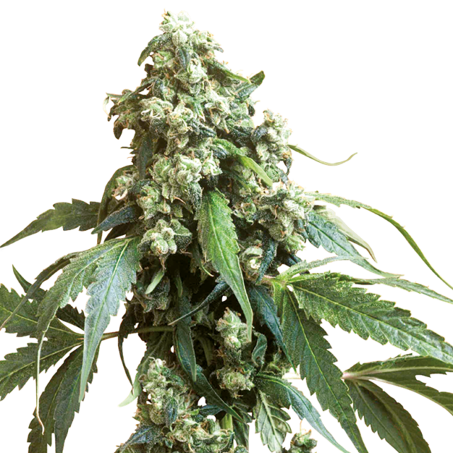 Jack Flash 5 feminizada de Sensi Seeds