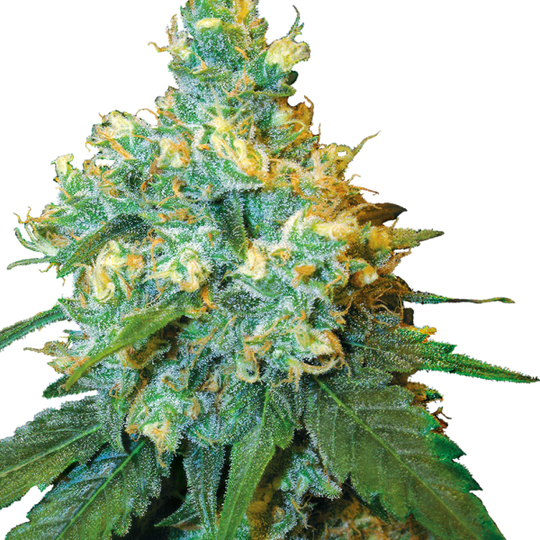 Jack Herer feminizada de Sensi Seeds