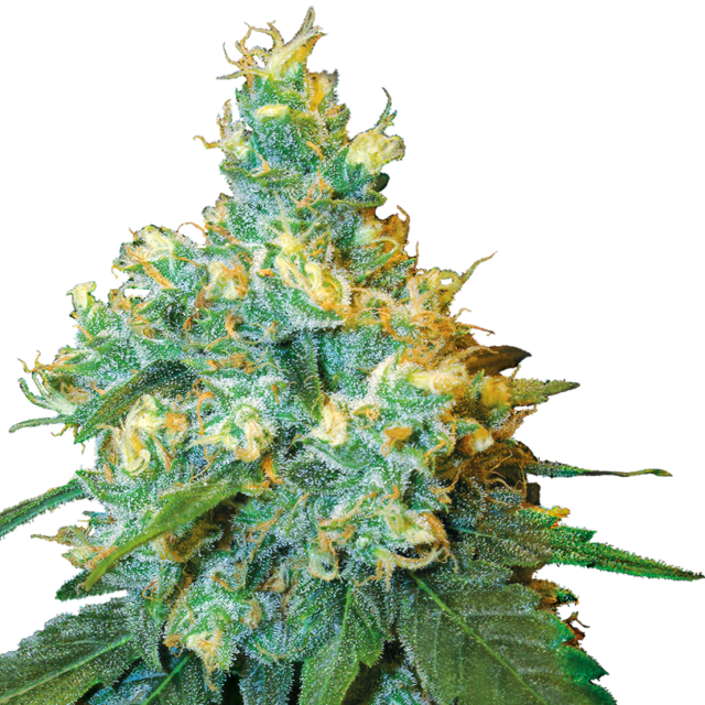 Jack Herer feminizada de Sensi Seeds