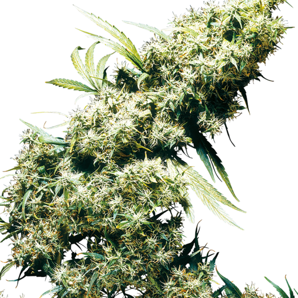 Jamaican Pearl feminizada de Sensi Seeds