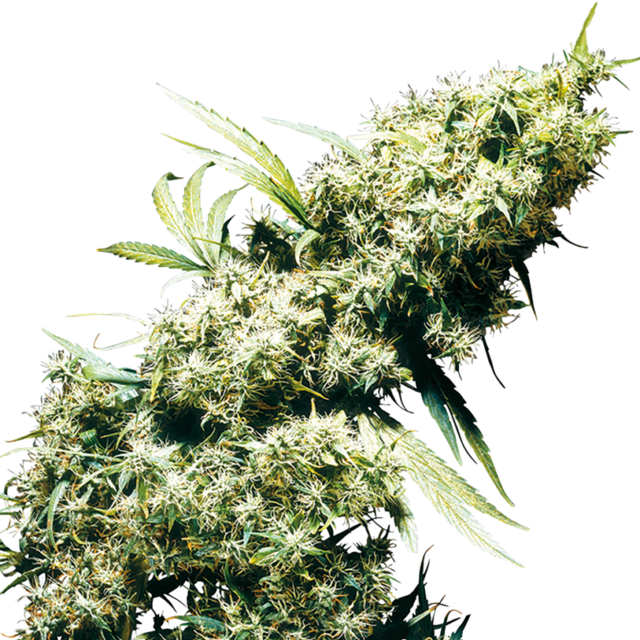 Jamaican Pearl feminizada de Sensi Seeds