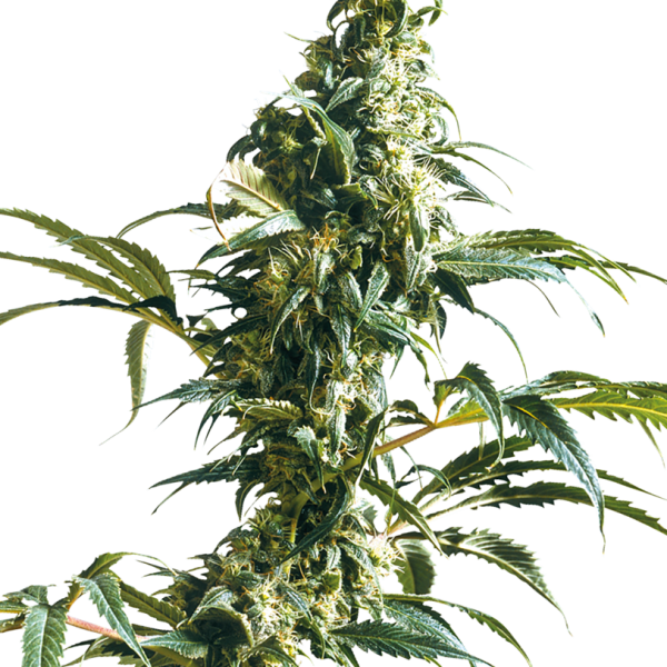 Mexican Sativa feminizada de Sensi Seeds