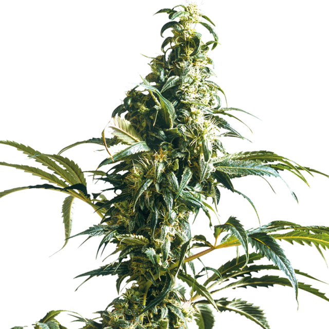 Mexican Sativa feminizada de Sensi Seeds