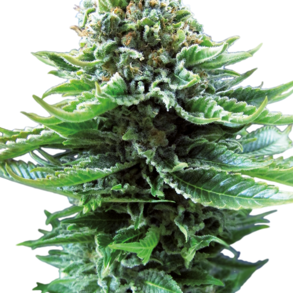 Northern Lights Auto de Sensi Seeds