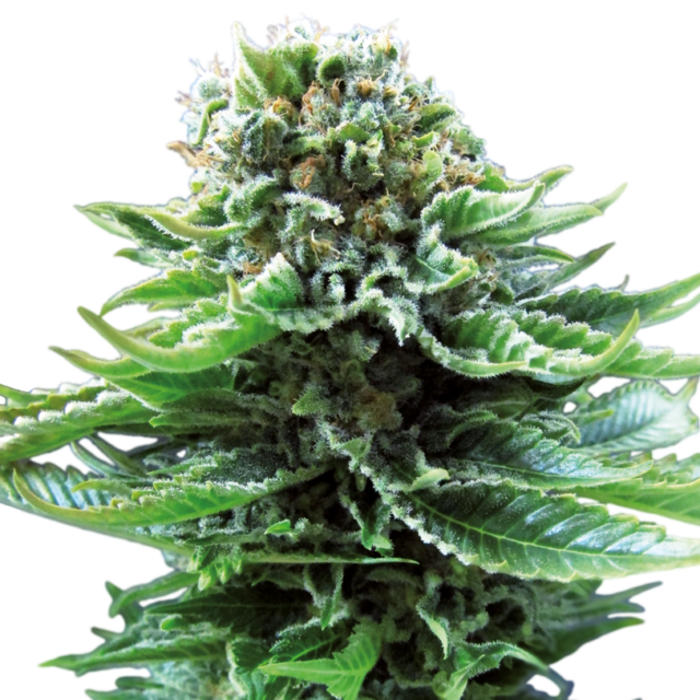 Northern Lights Auto de Sensi Seeds
