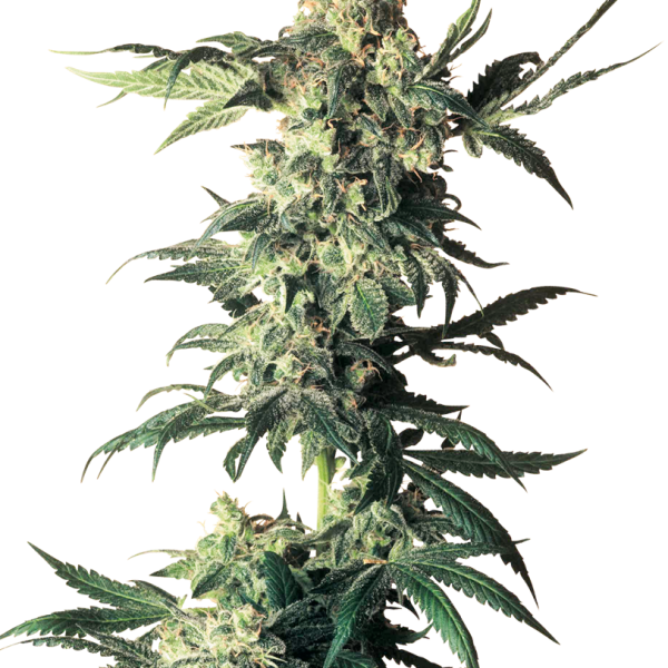 Northern Lights feminizada de Sensi Seeds