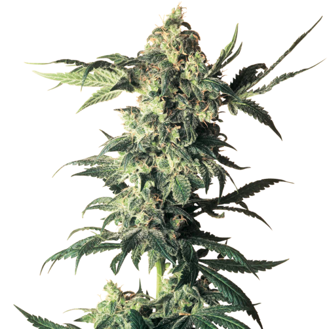 Northern Lights feminizada de Sensi Seeds