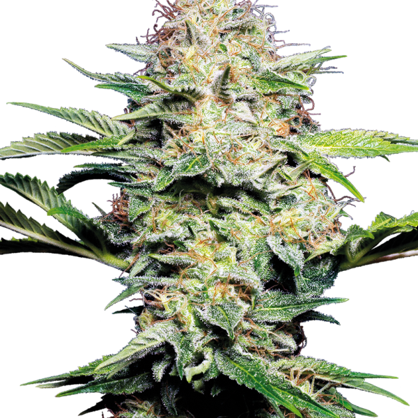 Sensi Skunk Auto de Sensi Seeds