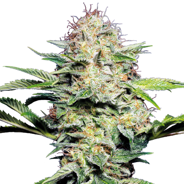 Sensi Skunk Auto de Sensi Seeds