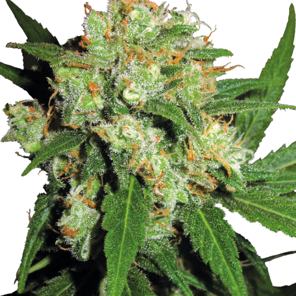 Sensi Skunk feminizada de Sensi Seeds
