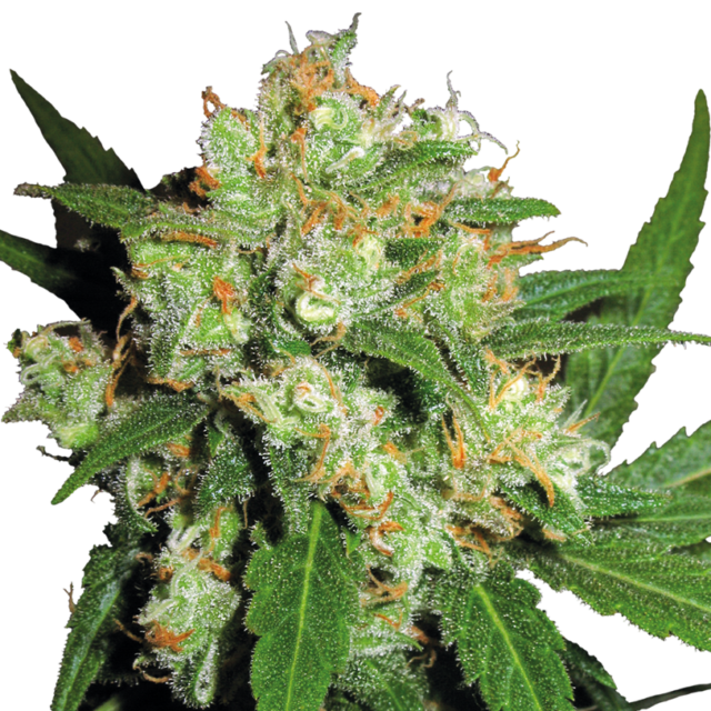 Sensi Skunk feminizada de Sensi Seeds