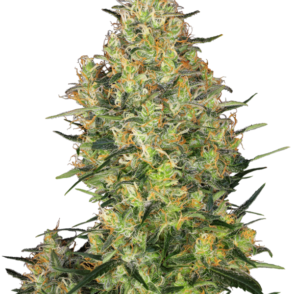 Shiva Skunk feminizada de Sensi Seeds