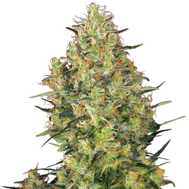Shiva Skunk feminizada de Sensi Seeds