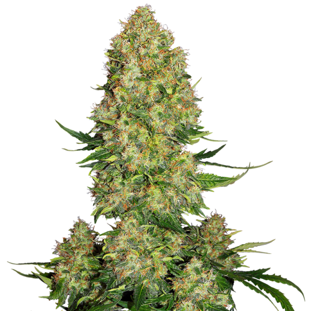 Skunk #1 Auto de Sensi Seeds