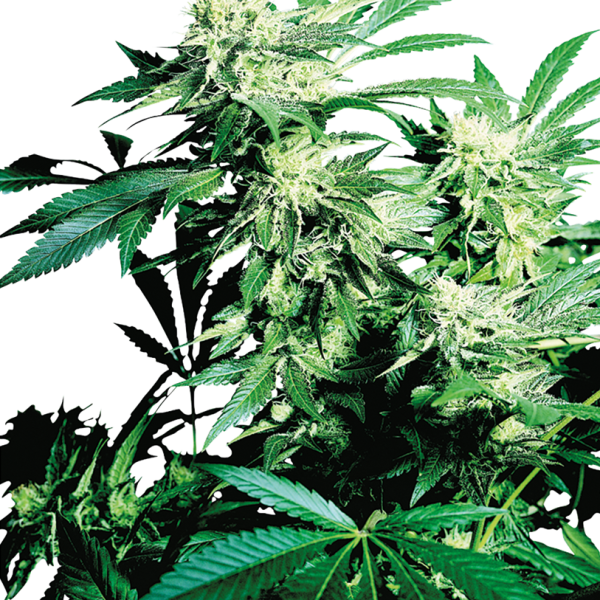 Skunk Kush feminizada de Sensi Seeds